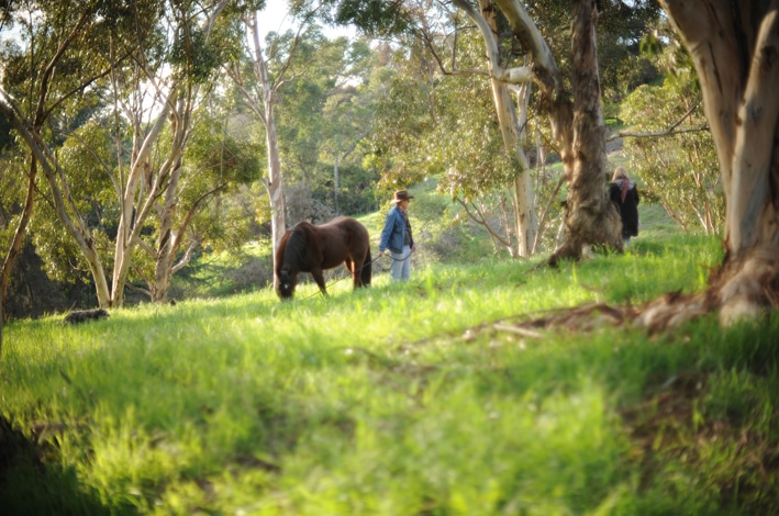 Horse in the forest_4139-copy-2